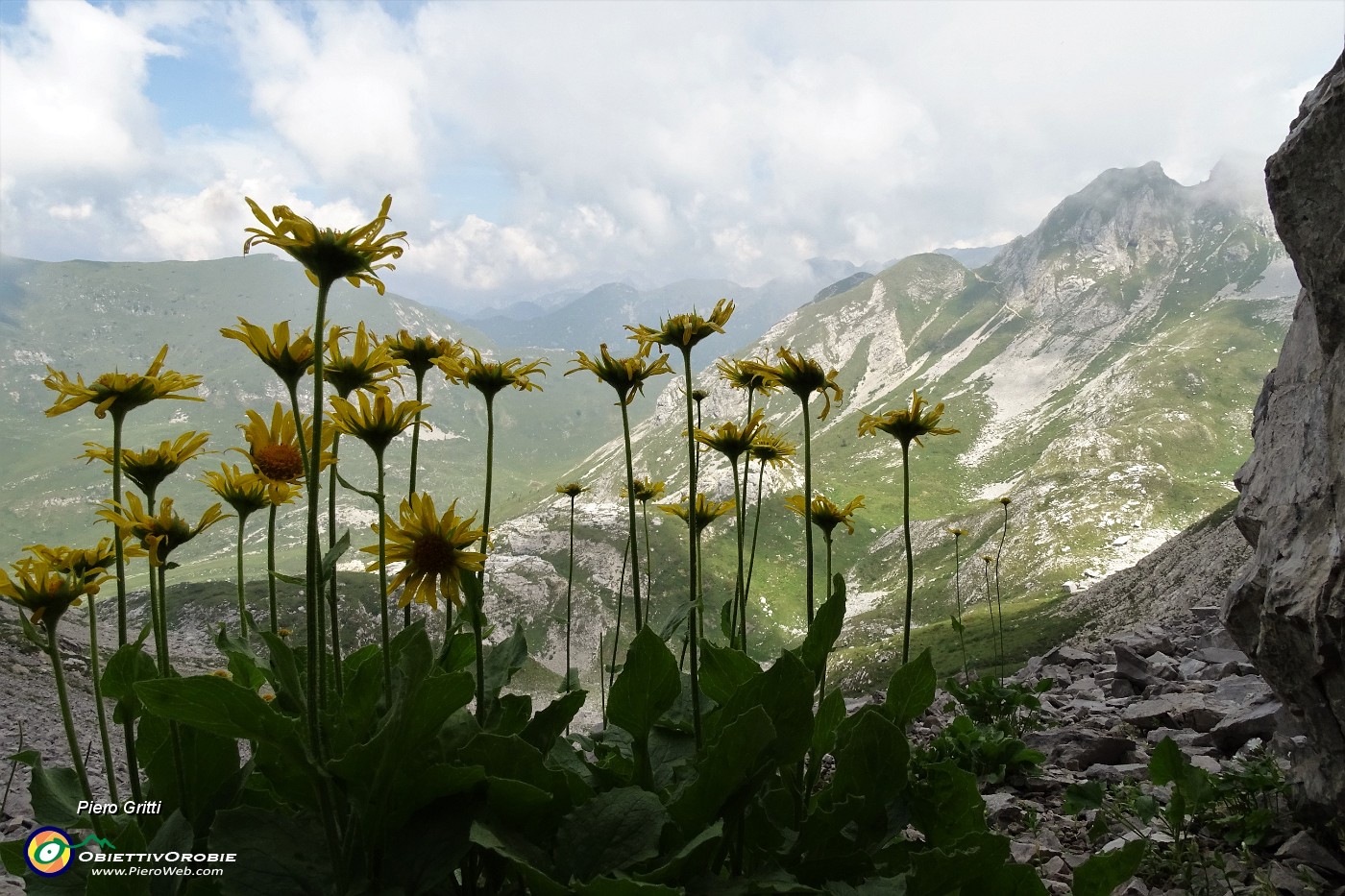 34 Doronico dei macereti (Doronicum grandiflorum).JPG